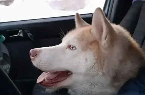 Найдена собака, Петрозаводск