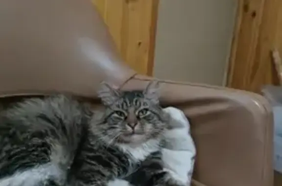 Найдена кошка, Пушкино