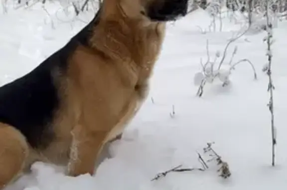 Собаки потеряшки, , фото: Потеряшка собака Лео, Кирилловская ул.