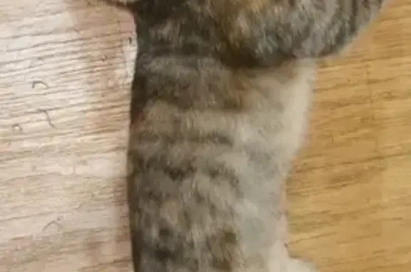 Найдена кошка, Санкт-Петербург, фото: Кошка найдена: ул. Верности, 22, СПб