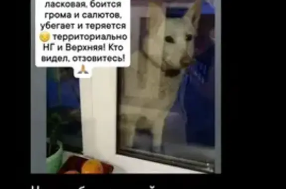 Пропала собака, Ульяновск
