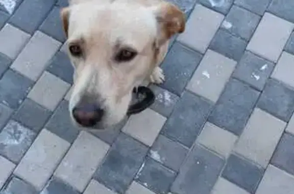 Пропала собака, Ростов-на-Дону