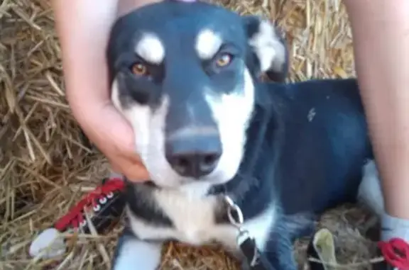 Собаки потеряшки, Александровка, фото: Потеряшка собака в Васильевке, Александровка