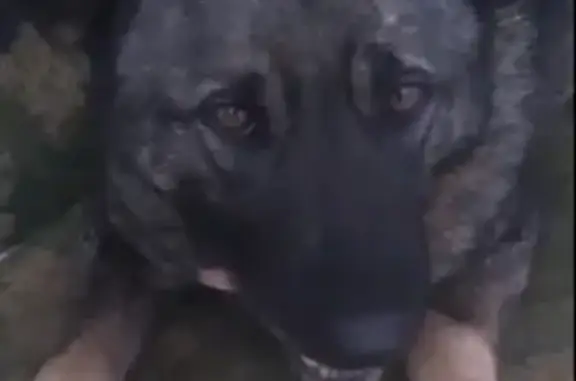Найдена собака, Иваново