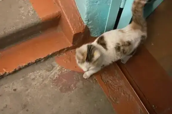 Найдена кошка, Чита
