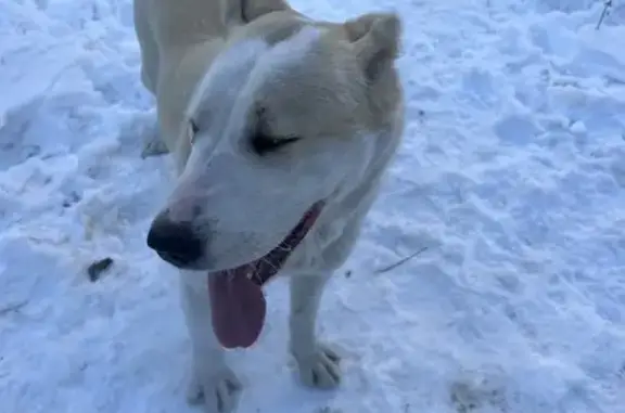 Найдена собака, Барнаул