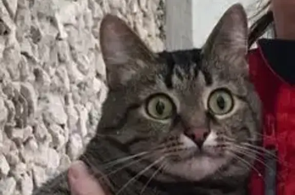 Найдена кошка, Иваново