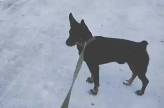 Пропала собака, Свердловская область