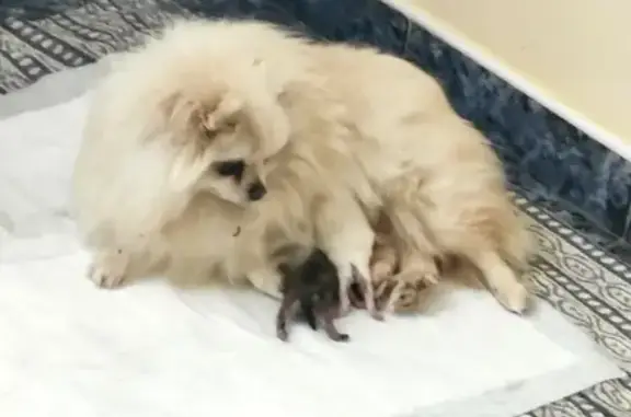 Собаки потеряшки, Магнитогорск, фото: Потеряшка собака, ул. Дунайская, Магнитогорск