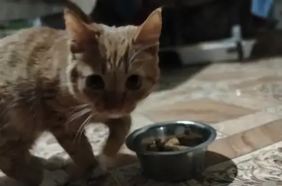 Найдена кошка, Гатчина