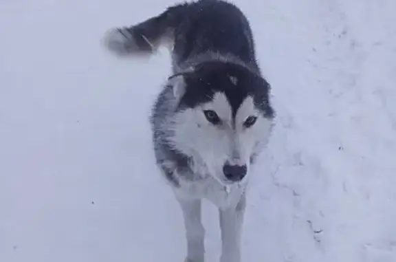 Найдена собака, Иркутская область