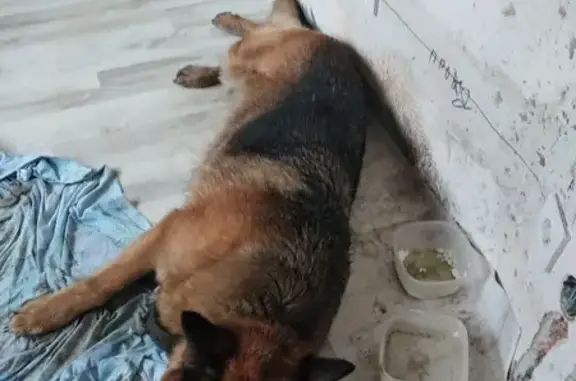 Найдена собака, Республика Крым