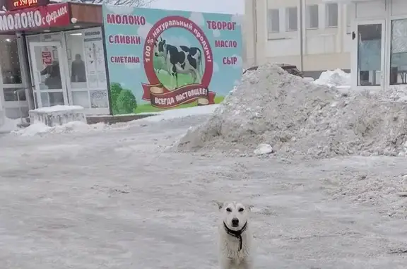 Найдена собака, Саратов