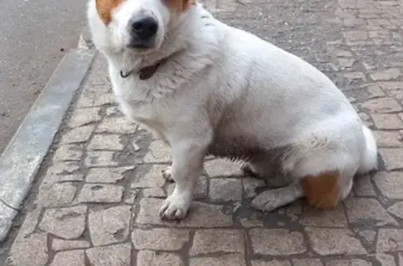 Найдена собака, Астрахань
