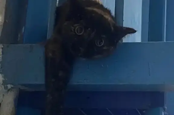 Найдена кошка, Пермь