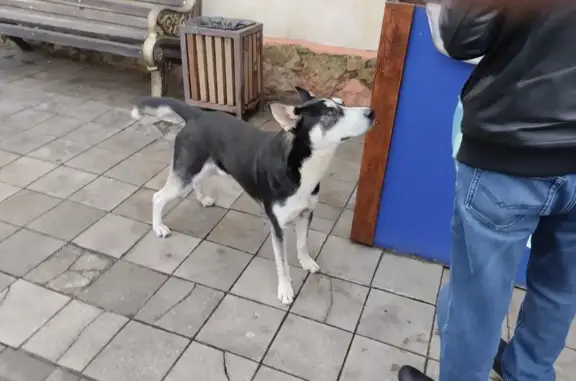 Найдена собака, Новороссийск