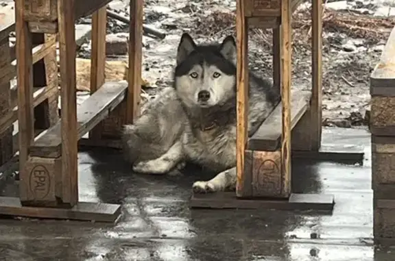 Найденные животные Ростов-на-Дону, фото: Хаски найдена: ул. Зорге, 70, Ростов-на-Дону