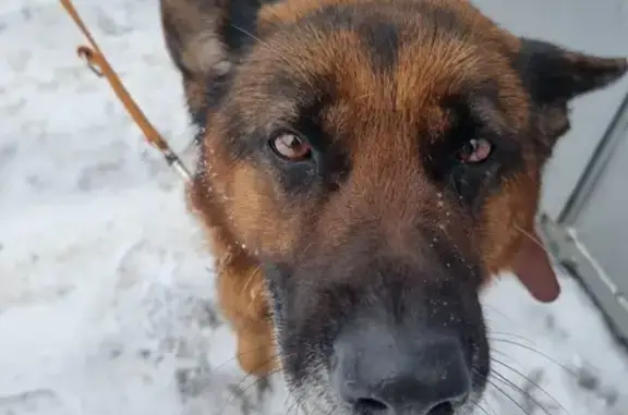 Найдена собака, Алматы