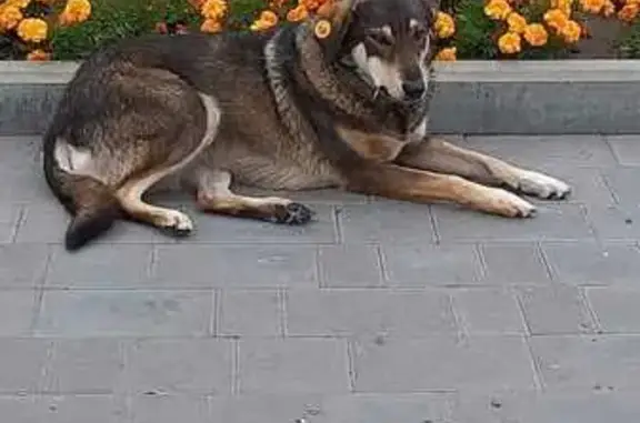 Пропала собака, Брянск
