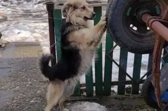 Пропала собака, Белореченск