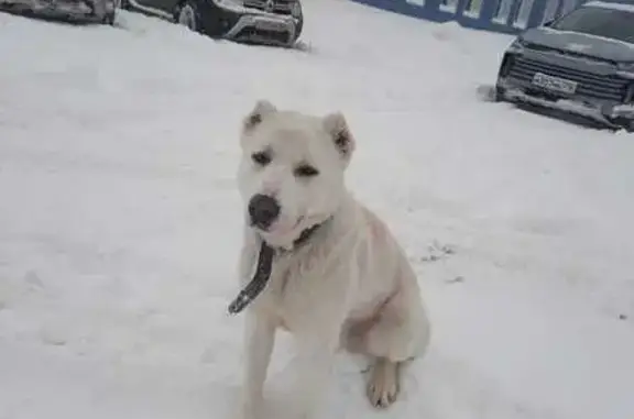 Найдена собака, Казань