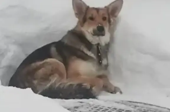 Найдена собака, Мурманск