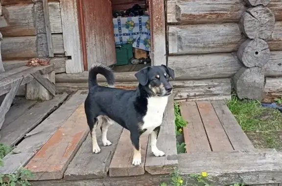 Пропала собака, Красноярск