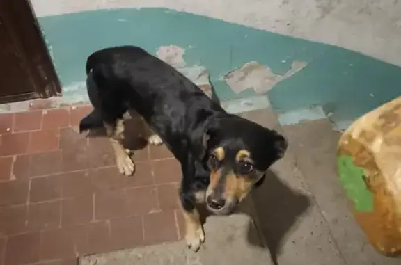 Найдена собака, Краснодар