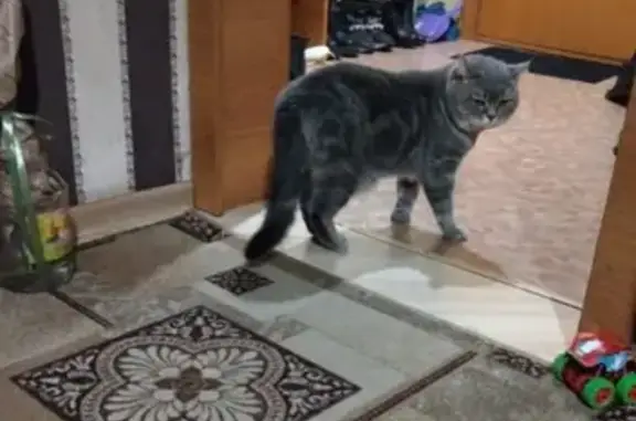 Пропала кошка, Горно-Алтайск