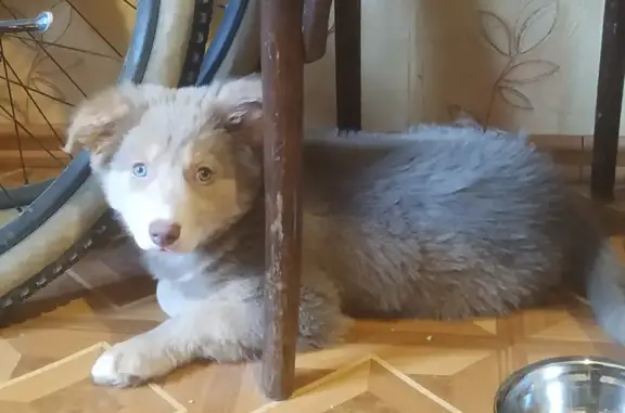 Найдена собака, Калининград