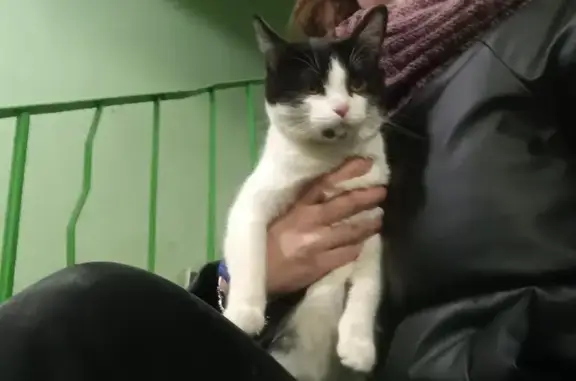Найдена кошка, Наро-Фоминск