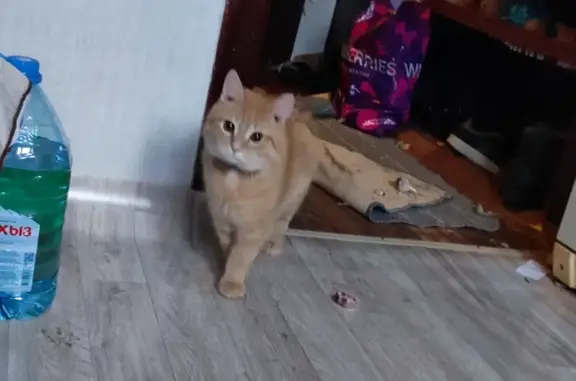 Кошки потеряшки, Липецк, фото: Потеряшка рыжий кот, Звёздная 15/2, Липецк