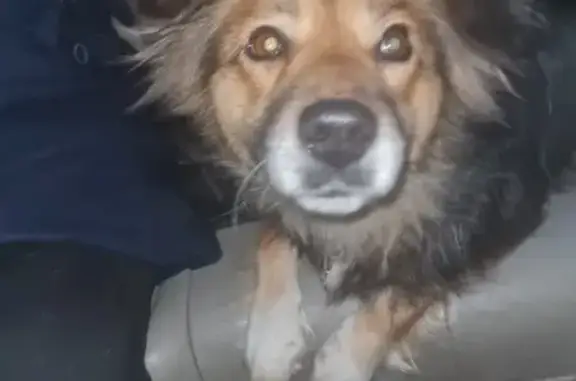 Найдена собака, Владимирская область