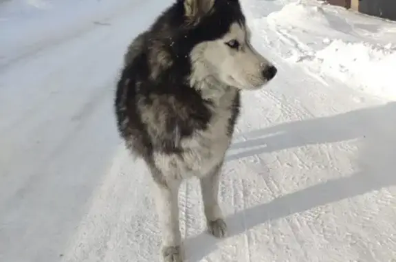Найдена собака, Иркутск