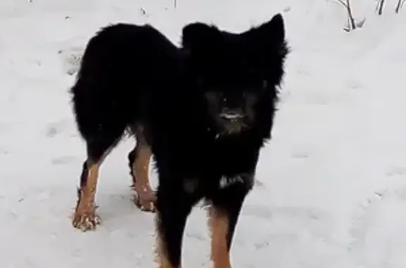 Найдена собака, Саратовская область