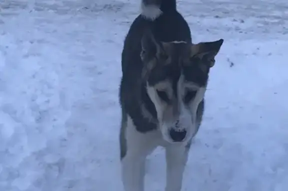 Найдена собака, Наро-Фоминск