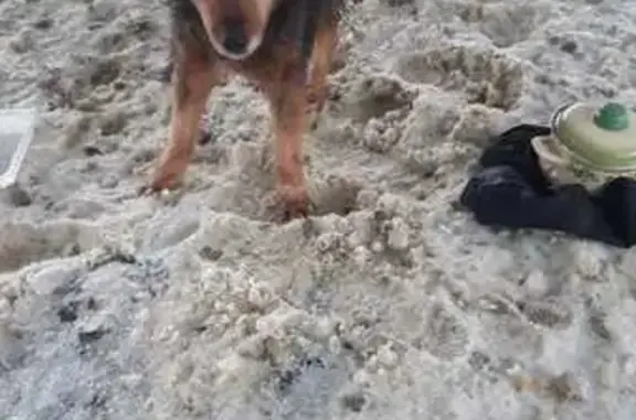 Найдена собака, Пензенская область