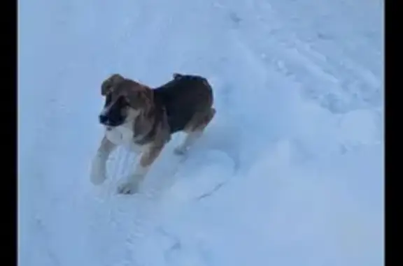 Пропала собака, Усть-Кинельский