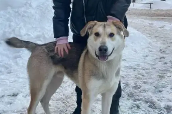Найдена собака: Новомытищинский пр., Мытищи