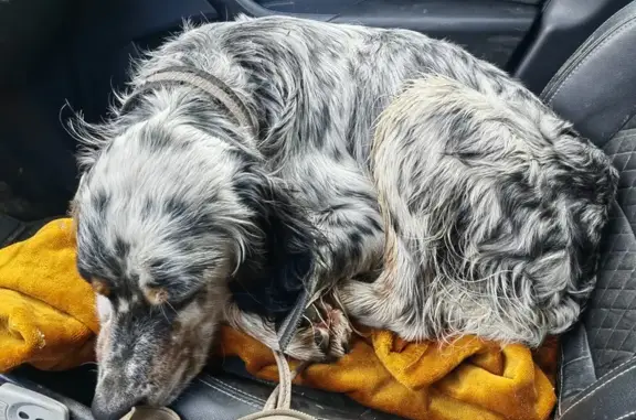 Найдена собака, Краснодарский край