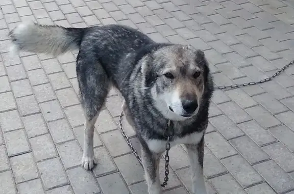 Пропала собака, Оренбург