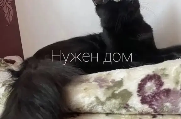 Найдена кошка, Ростов-на-Дону