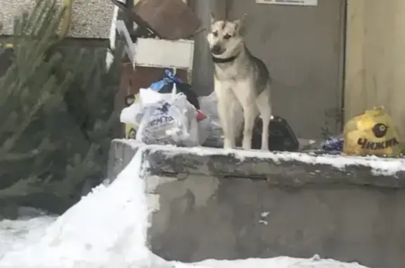 Найдена собака, Воронеж