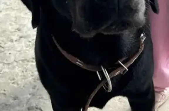Пропала собака, городской округ Новочеркасск