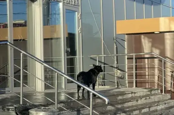 Найдена собака, Новоивановское