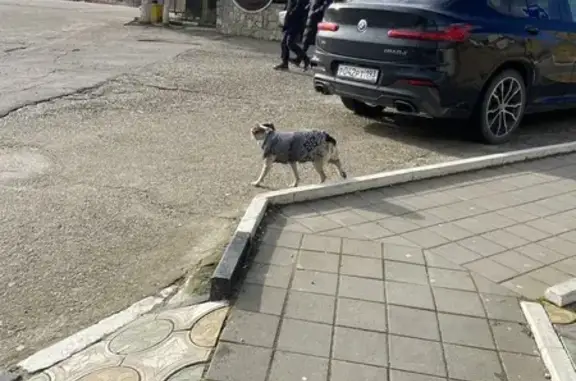 Найдена собака, Мысхако