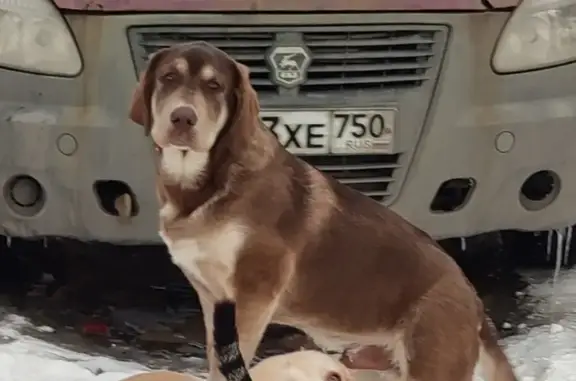 Пропала собака, Московская область