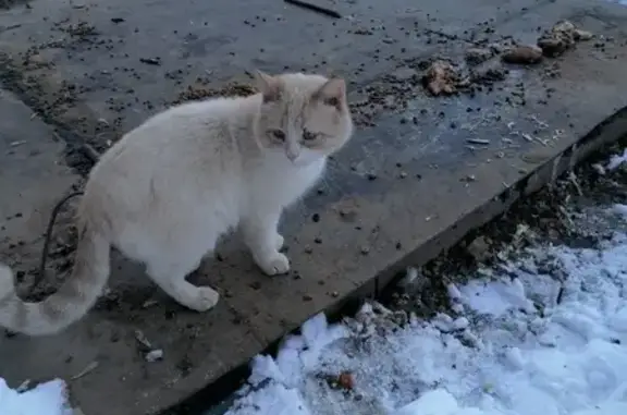 Найдена кошка, Щёлково