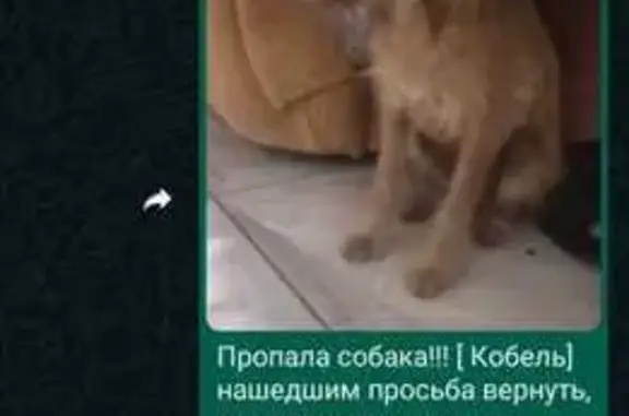 Пропала собака, Новороссийск