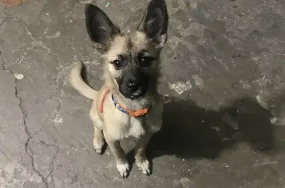 Найдена собака, Новокузнецк